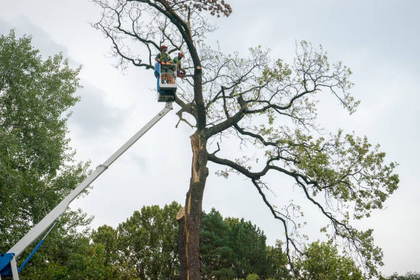 Best Seasonal Cleanup (Spring/Fall)  in North Westport, MA