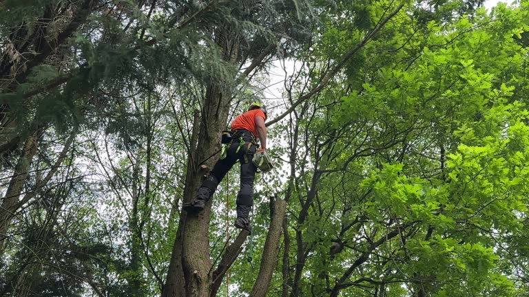 Best Tree Mulching  in North Westport, MA