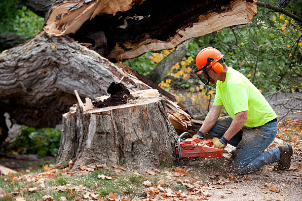 Best Lawn Grading and Leveling  in North Westport, MA