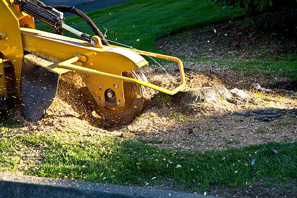 Best Landscape Design and Installation  in North Westport, MA